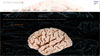 www.brainreplixx.ch